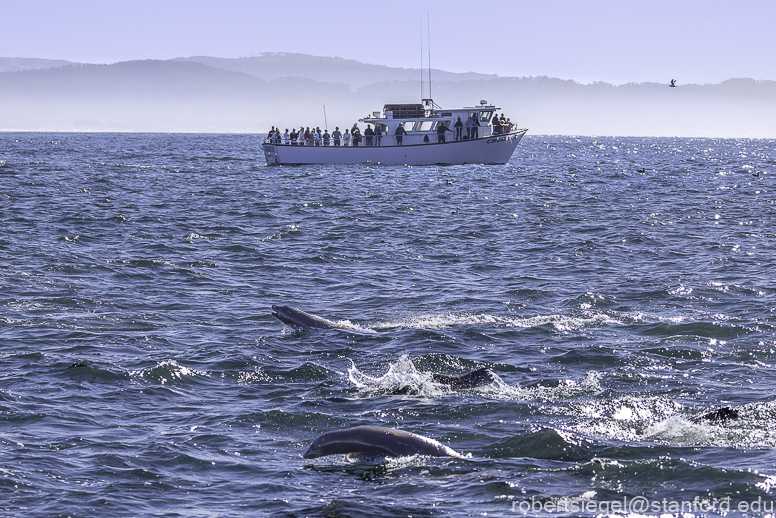 Monterey Bay whale watching